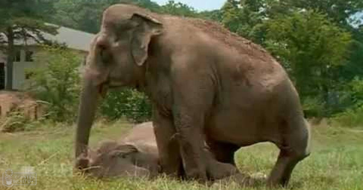 An Asian elephant with a grayish-brown coat stands within an outdoor enclosure surrounded by greenery at what appears to be a zoo or wildlife sanctuary, suggesting spring or summer.