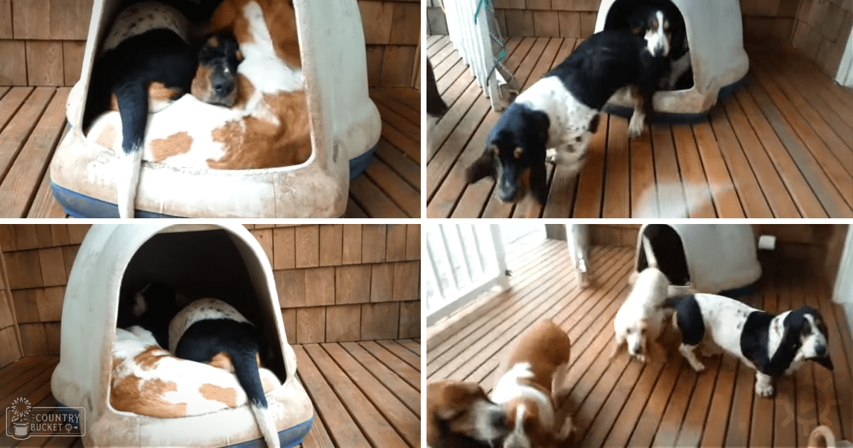 Two dogs rest in a pet bed on an outdoor wooden deck, suggesting a late afternoon setting with soft natural light.