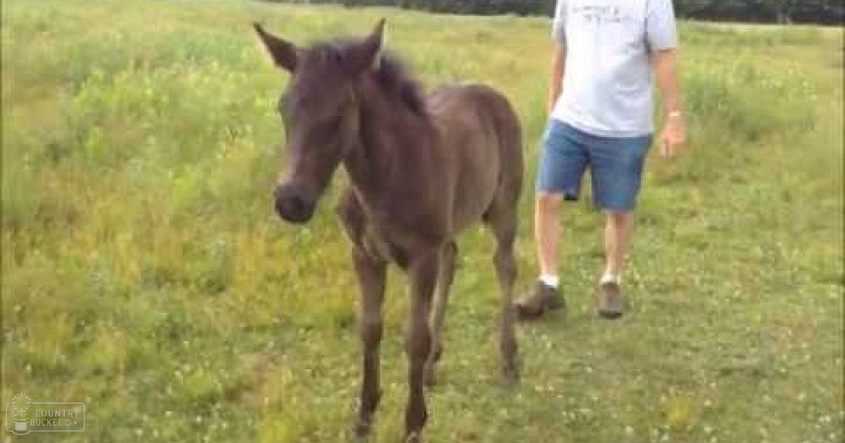 A foal in an open grassy field with trees in the background. A young adult male wearing a white T-shirt and blue denim shorts stands nearby.