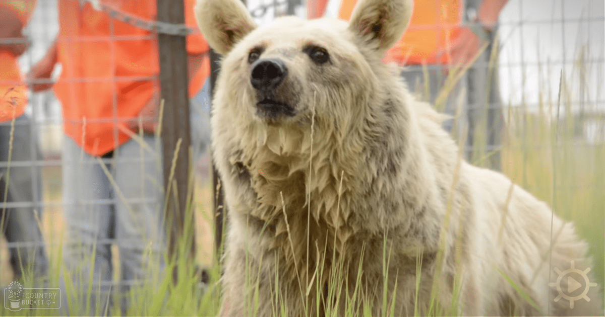 An adult brown bear with light brown fur and darker markings on its face and body in an outdoor enclosure with a wire fence, lush green grass suggesting spring or summer, and bright daytime lighting.