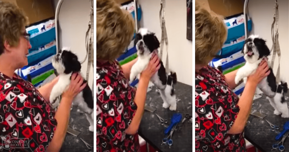 A Japanese Chin dog being groomed at a pet salon by an adult female with glasses.