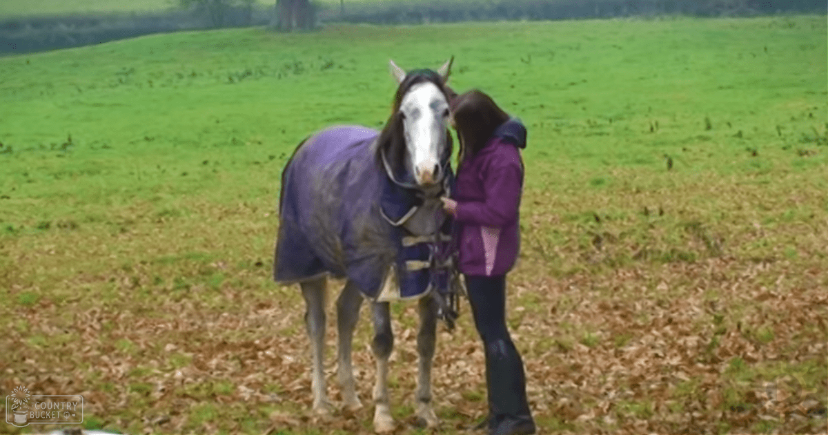 An adult female in a purple jacket holds a lead rope attached to a draft horse with dark coat and white facial markings, standing in an open field during late autumn or early spring under overcast light.