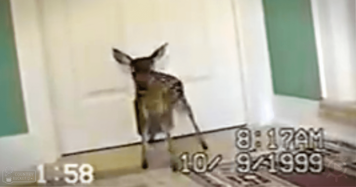 A young deer with brown and white coat markings interacts within an indoor home environment, suggesting it might be a domesticated or wild North American species.