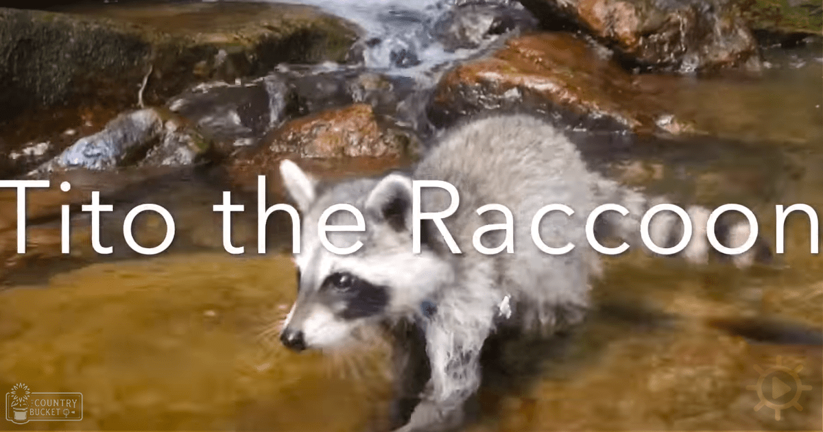A raccoon named Tito with distinctive black markings around its eyes and ears stands near a body of water, surrounded by rocks under bright daylight.