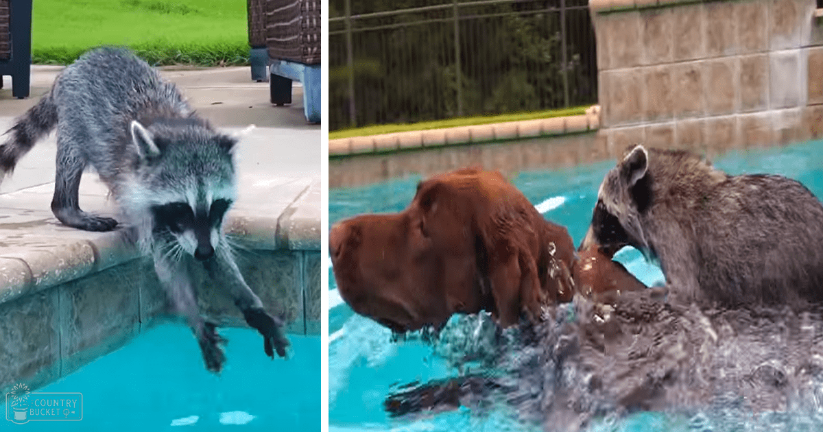 A raccoon and a brown dog near a residential poolside area during daylight, likely spring or summer.