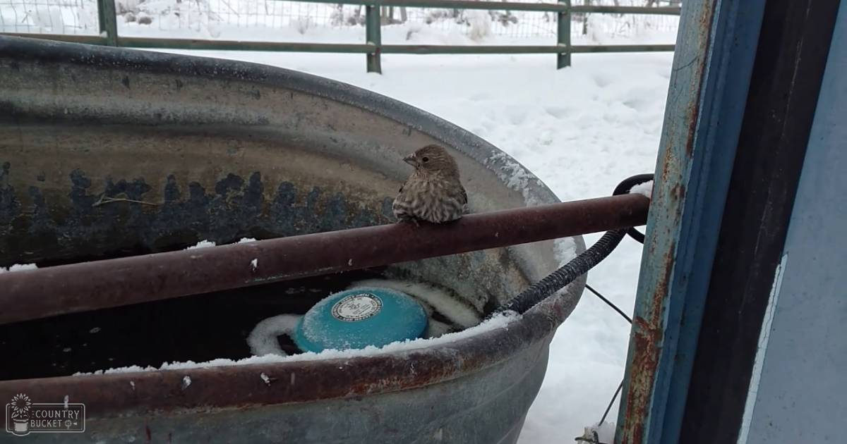 A small bird with brownish plumage, likely an American Goldfinch or similar species, perched outdoors in winter near a large metal tub filled with snow and a blue circular object inside.