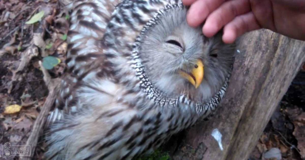 An adult owl with a speckled brown and white plumage resting on a log amidst fallen leaves and branches in an outdoor autumnal setting, illuminated by natural daylight.