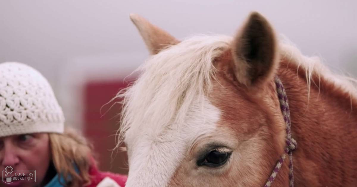 A horse with white face and brown body stands outdoors in what seems like a rural area; two people wearing light clothing are partially visible, one with a white knitted hat and blue garment with red collar.
