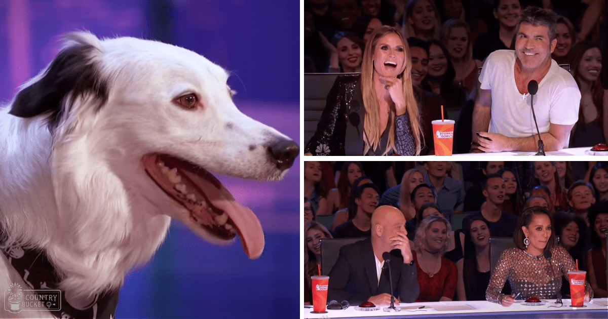 A dog with white fur and black patches competes in a talent show setting under purple lighting, surrounded by judges seated at tables with microphones and scorecards.