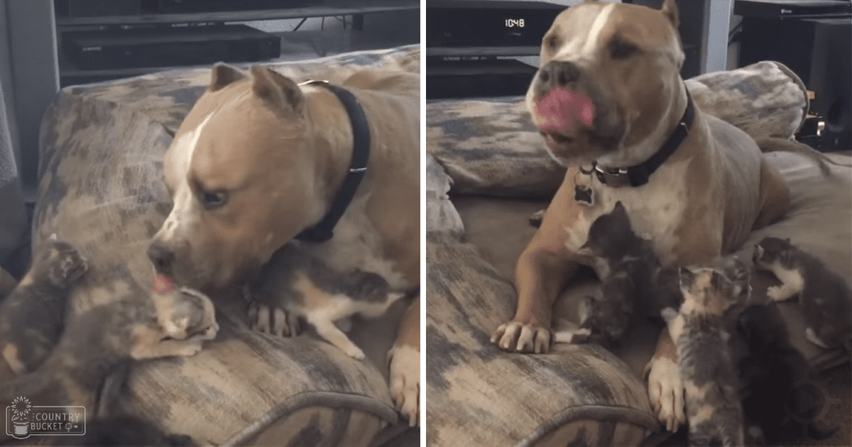 A large American Staffordshire Terrier with light brown fur and white markings rests on a camouflage-patterned couch alongside several kittens of various colors in an indoor living room setting.
