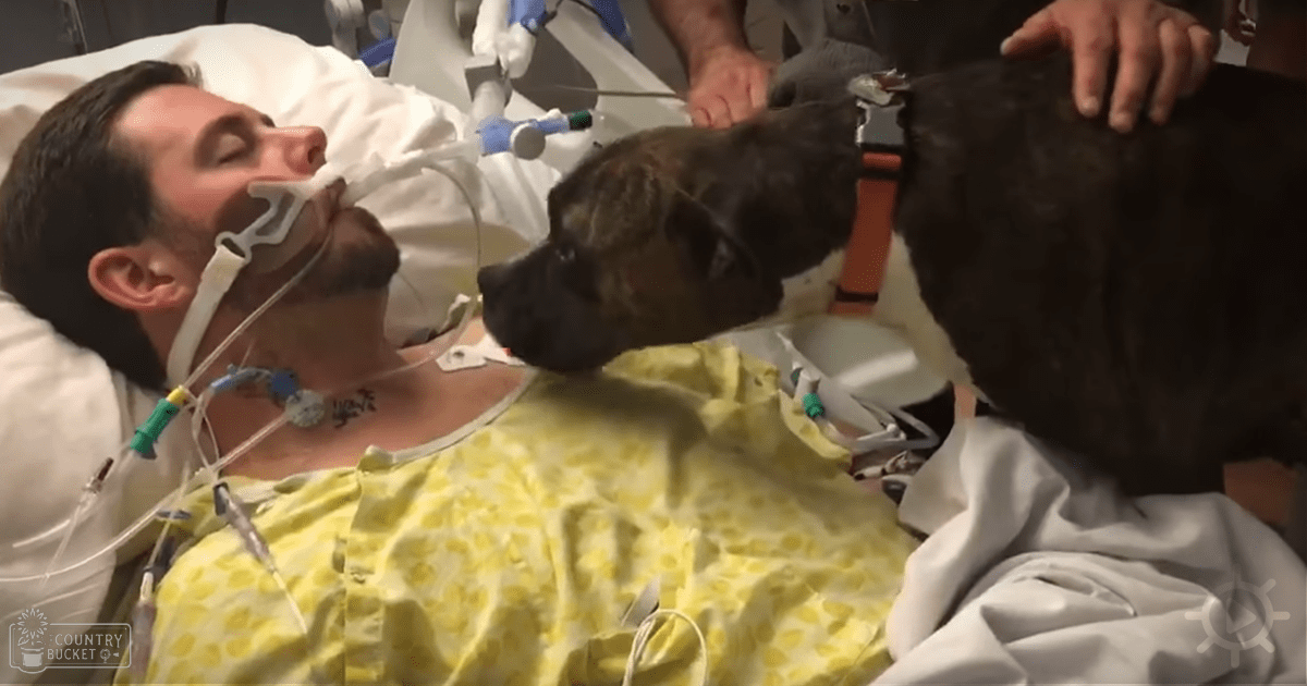 A man in a hospital bed wearing a yellow patterned gown, with medical equipment attached, accompanied by a brown and white boxer dog. The scene takes place in an artificial-lit hospital room.