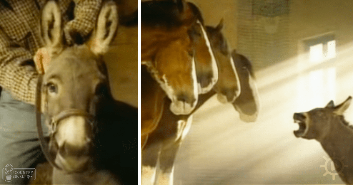 A donkey with brown coat and darker patches stands in an indoor barn, its light brown and white coat with dark leg markings suggesting it might be a Miniature Donkey. The setting is bathed in natural sunlight streaming through a window on the right side of the image.