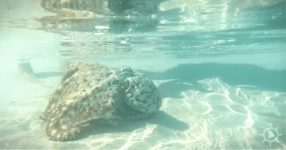 A mottled brown and white spotted stingray rests or slowly moves along a sandy bottom underwater in clear, sunlit water typical of warmer climates.