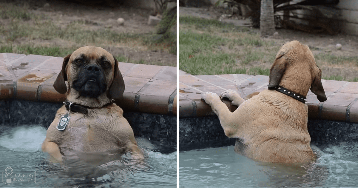 A large adult mastiff dog in a pool with light brown fur and darker markings around its face, surrounded by an outdoor area with greenery and trees on a warm season day.