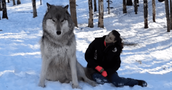 A wolf with a gray coat, darker patches, stands in a snowy forest surrounded by bare trees. A young adult female wearing a black jacket, blue jeans, red mittens, and dark shoes or boots is nearby.