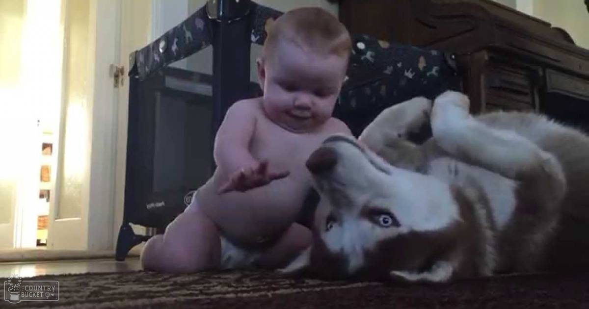 An infant male in a diaper plays with an adult husky dog indoors, surrounded by natural light and household furniture.
