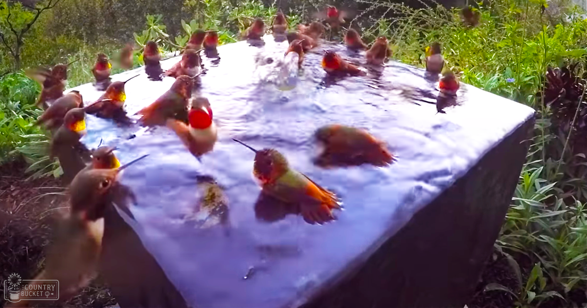 Adult hummingbirds with red, green, yellow, and brown plumage gather around a water feature in a lush garden setting during spring or summer under natural sunlight.