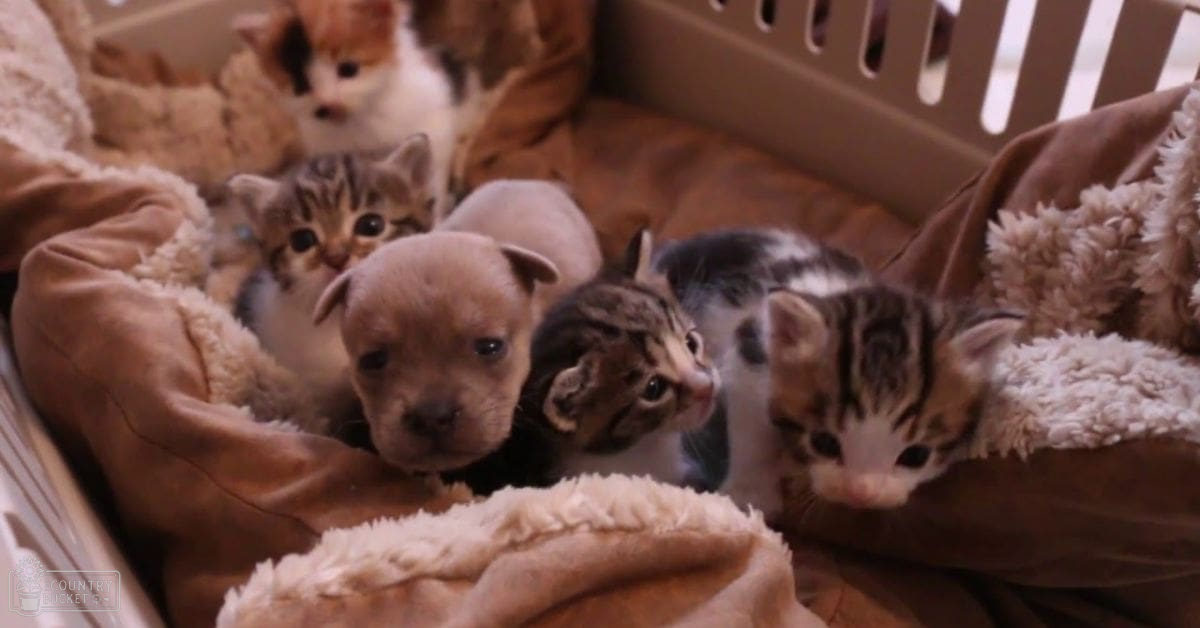 A tabby kitten with dark stripes and white markings, an American Pit Bull Terrier puppy with a light brown coat and a black patch on its face, and two more kittens resembling the first two in a plastic pet carrier indoors.