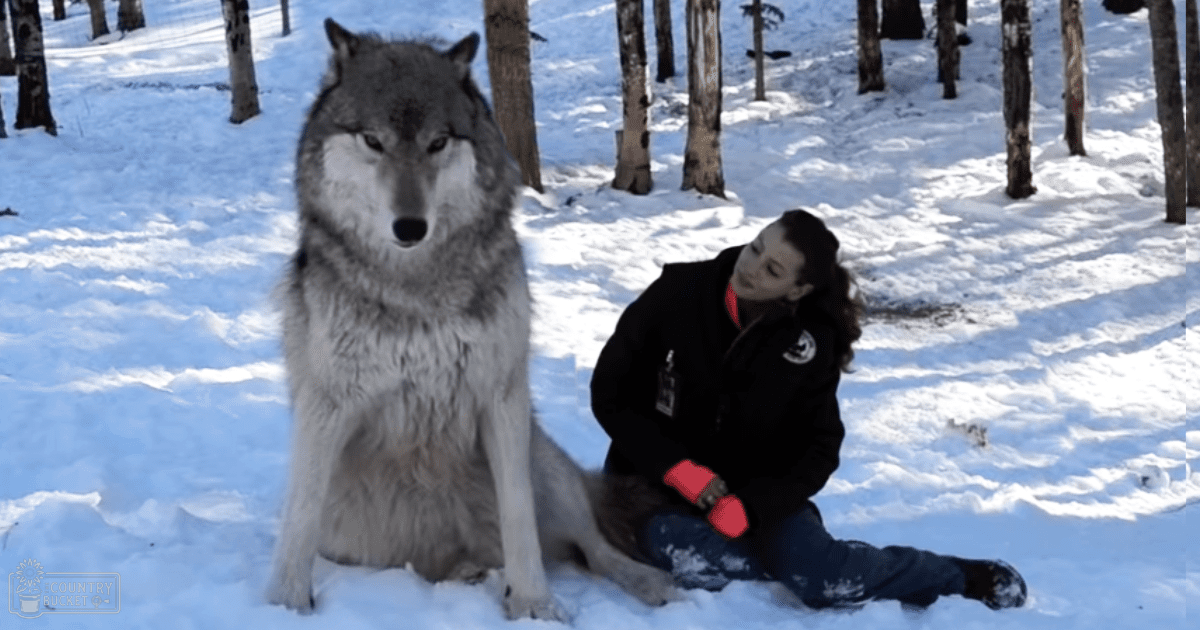 A gray wolf with white markings stands amidst a snowy forest on a bright winter day.