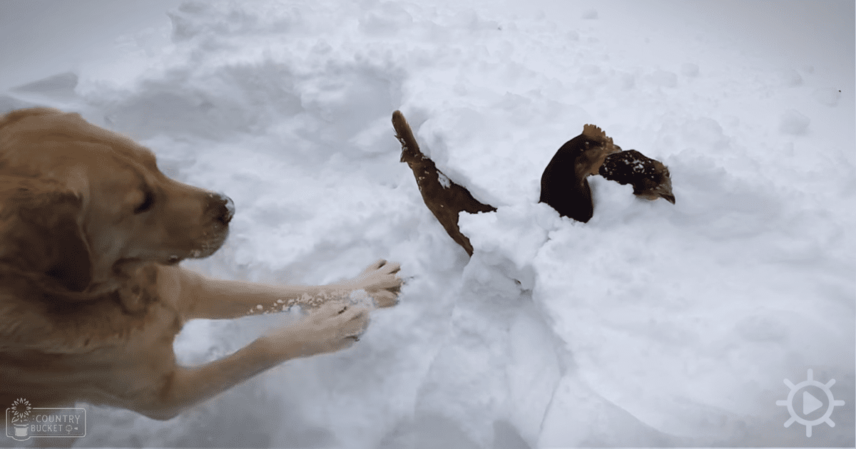 An adult golden retriever with light brown fur and white markings, standing outdoors on a snowy surface in winter.