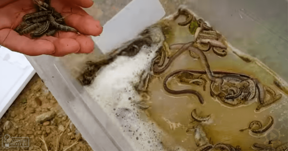 Various sized earthworms on dirt ground, outdoor rural setting
