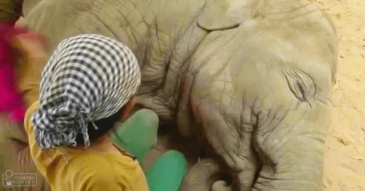 Adult male zookeeper wearing checkered headscarf, yellow uniform shirt, green gloves in a sandy enclosure with an adult elephant under natural daylight at what appears to be summer or warm season conditions.