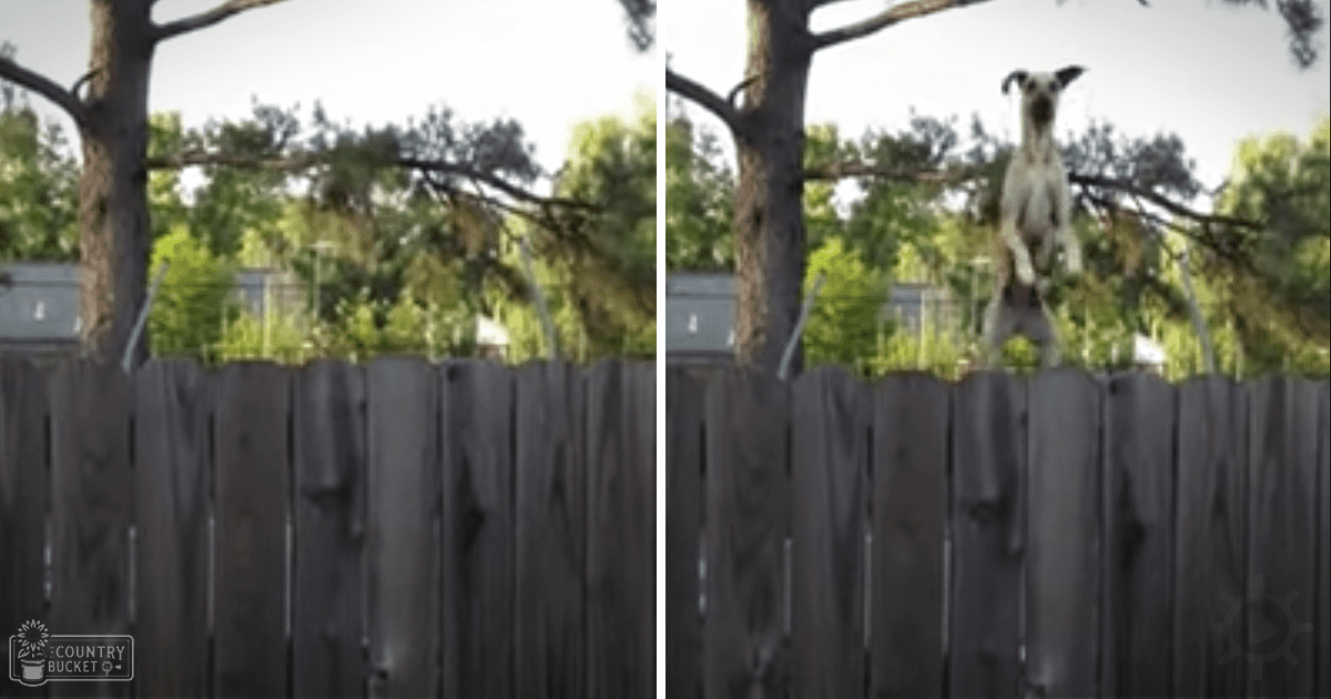 A slender greyhound with white fur and dark markings around its face and ears stands outdoors in a residential area with wooden fencing and trees, suggesting late afternoon or early evening light.