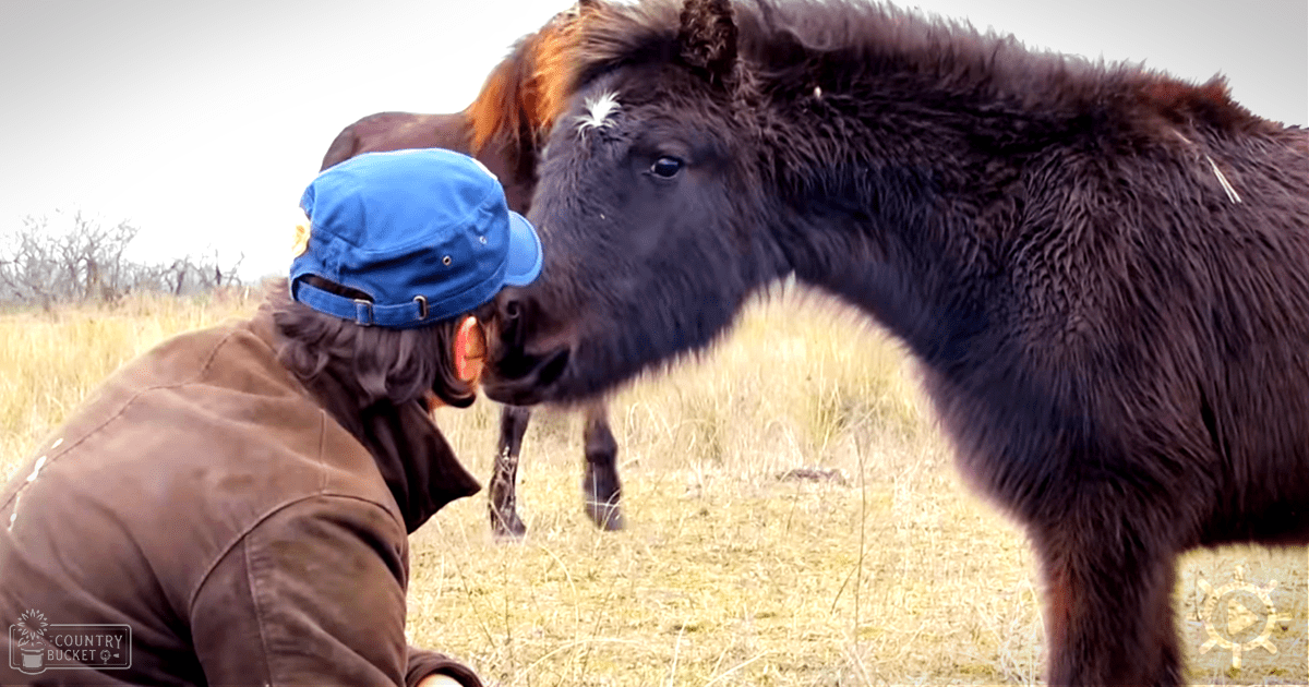 An adult male interacts closely with a young cow in an open field with sparse trees and dry grass under natural dim light, likely late autumn or winter.