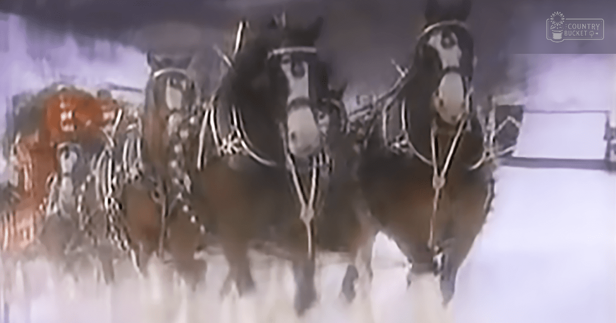 Four draft horses pulling a sleigh through snow in a winter outdoor setting with overcast light and white, dark brown, and red dominant colors.