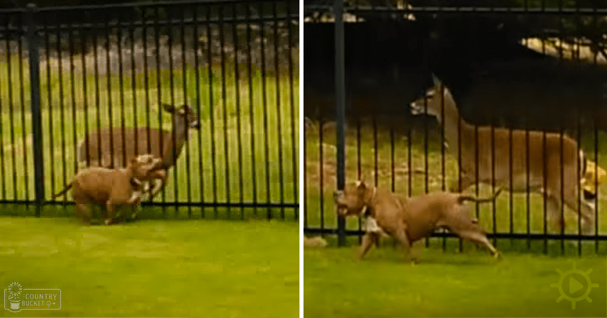 A pit bull mix breed adult dog interacting with a tan-furred adult deer in an outdoor fenced area with lush green grass and trees, suggesting spring or summer with natural daylight.