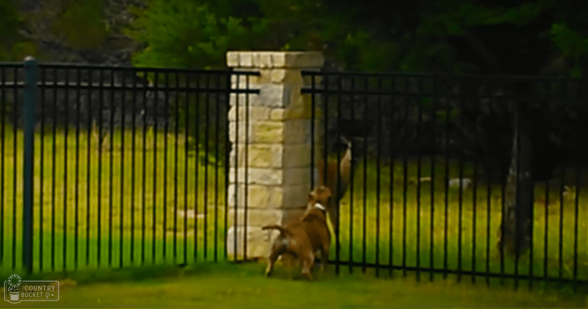 Two dogs in a residential outdoor setting with lush greenery, soft lighting suggesting early morning or late afternoon, spring or summer season