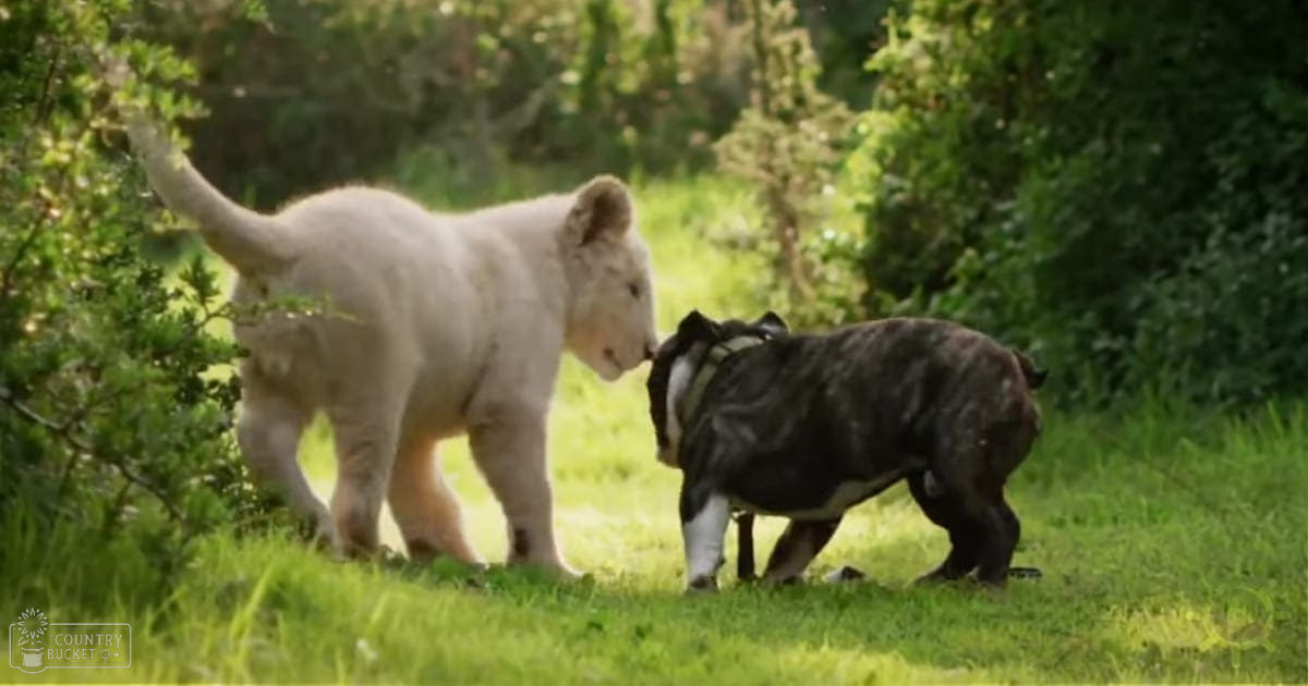 A white lion cub stands amidst lush greenery with an adult black dog nearby under bright daylight.