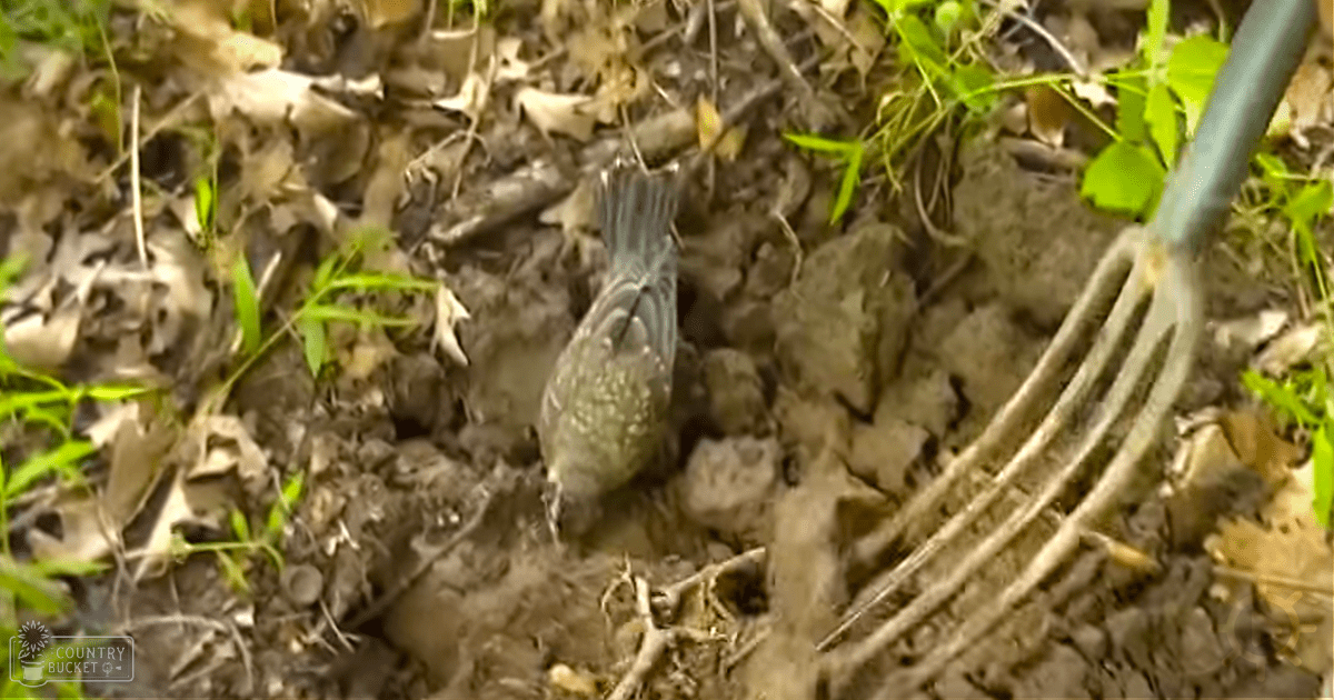A small dark-plumaged bird, possibly a sparrow, in an outdoor garden setting with gardening tools visible.