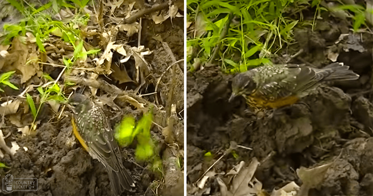 Speckled bird with yellow underside in a natural outdoor setting with greenery.