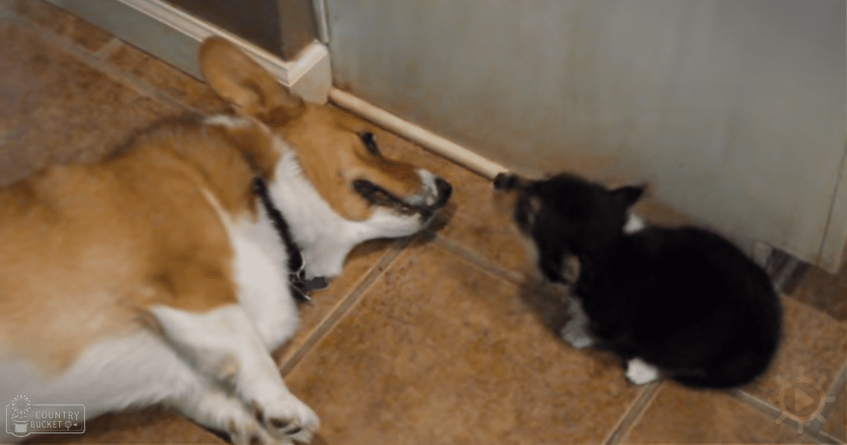 Pembroke Welsh Corgi with brown and white fur, likely adult; Black kitten or juvenile with white markings on chest and paws. Indoor setting possibly kitchen or utility area.