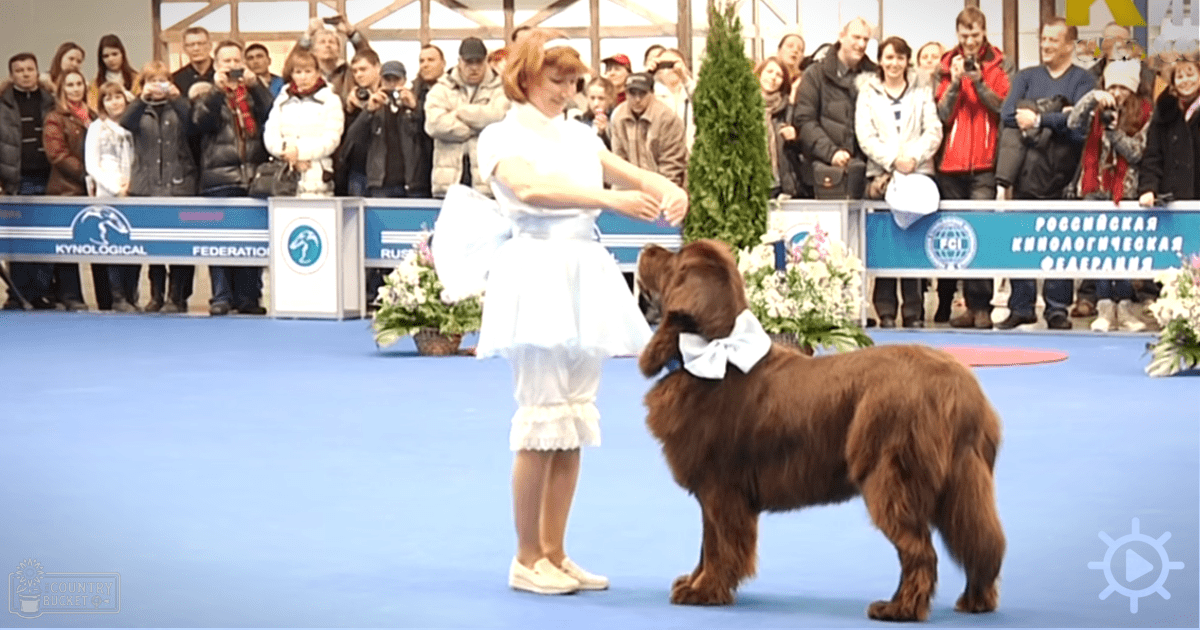 A Cocker Spaniel wearing a white bow tie at an indoor dog show event in Russia. Spectators and a woman in a ruffled dress observe the competition.