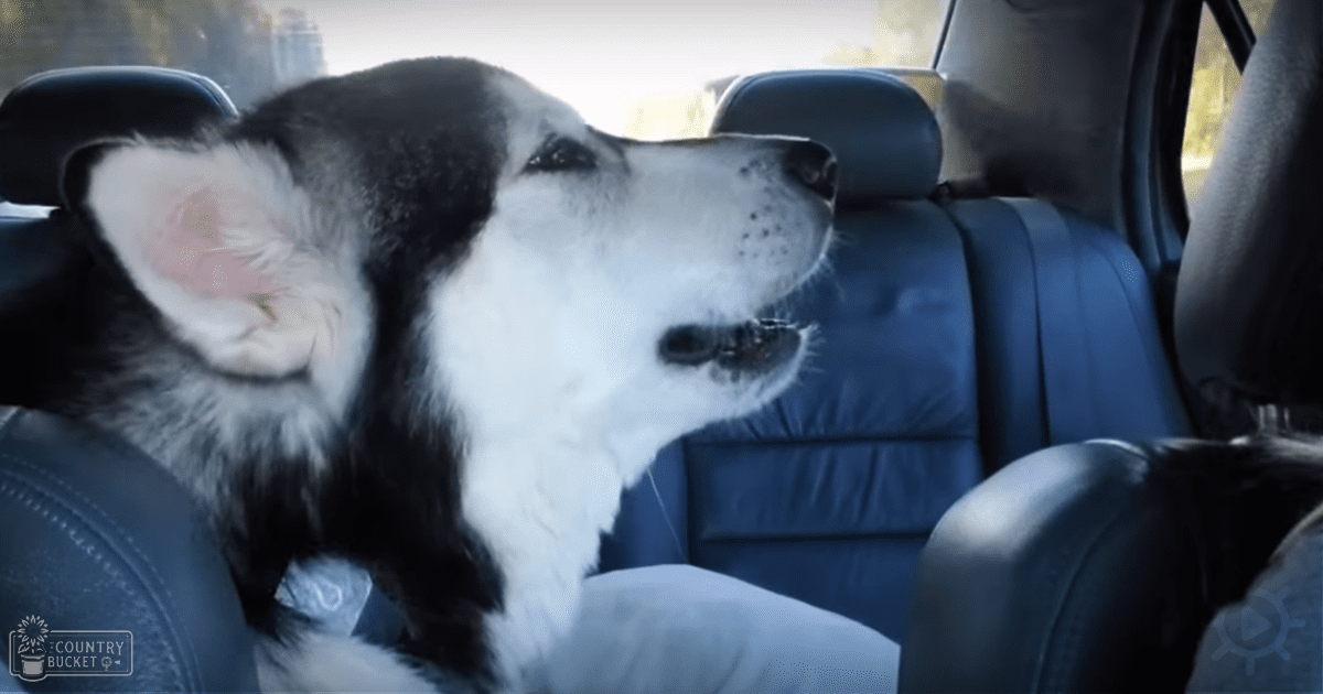 A husky with black and white fur sits inside a car, surrounded by blue leather seats under natural daylight; background suggests wooded area outside.