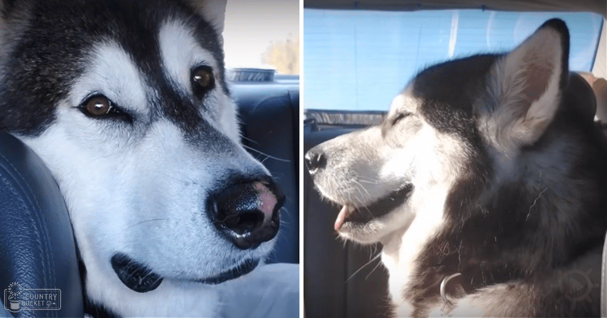 A husky with distinctive black and white fur markings sitting inside a car on what appears to be a sunny day in summer or spring.