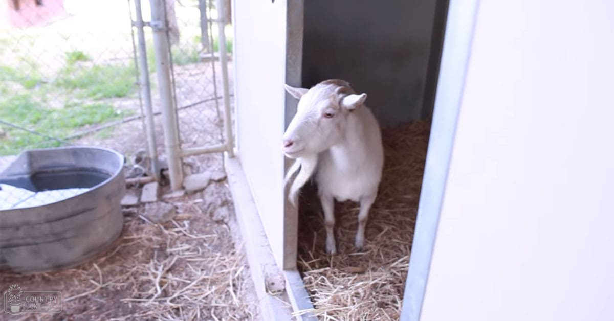 A white adult goat with short horns stands amidst a farm enclosure, surrounded by hay, water, and chain-link fencing under natural daylight during spring or summer.