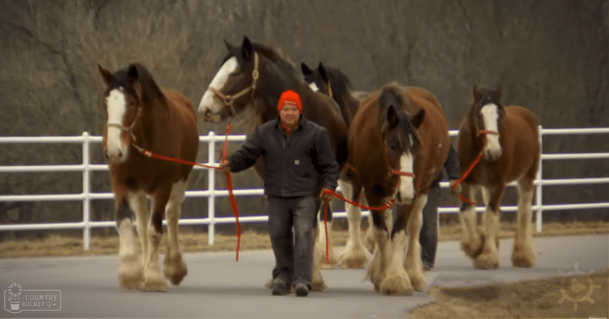 A man leading Clydesdale horses in a snowy outdoor setting with white metal fence and overcast light.