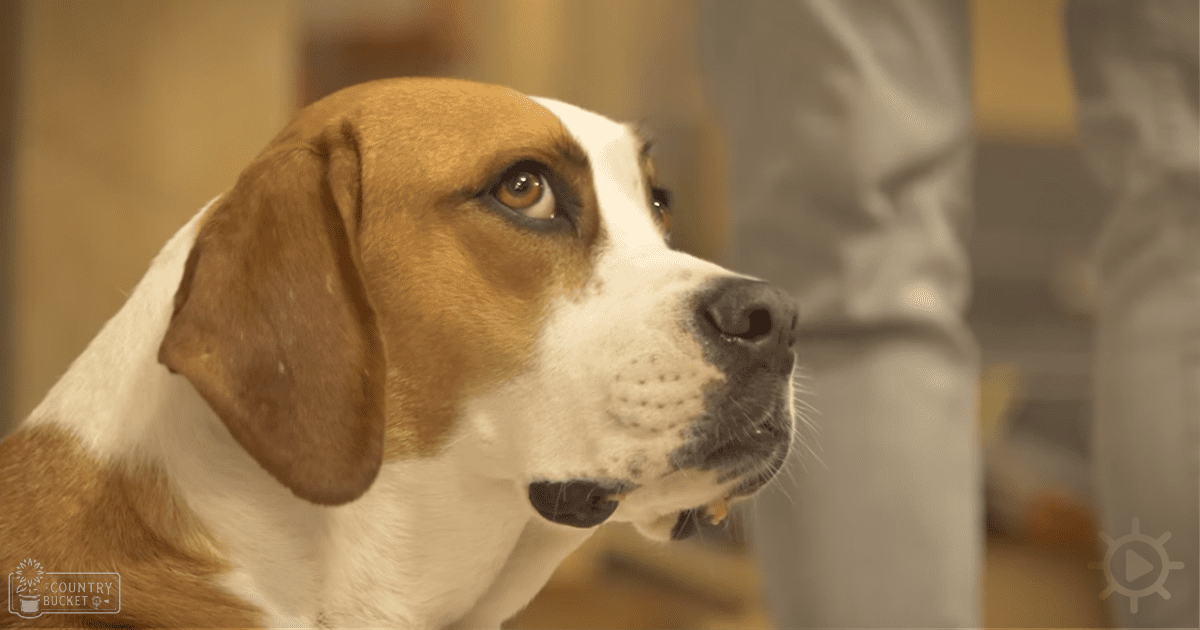 A brown-and-white Beagle stands indoors with natural light suggesting daytime.