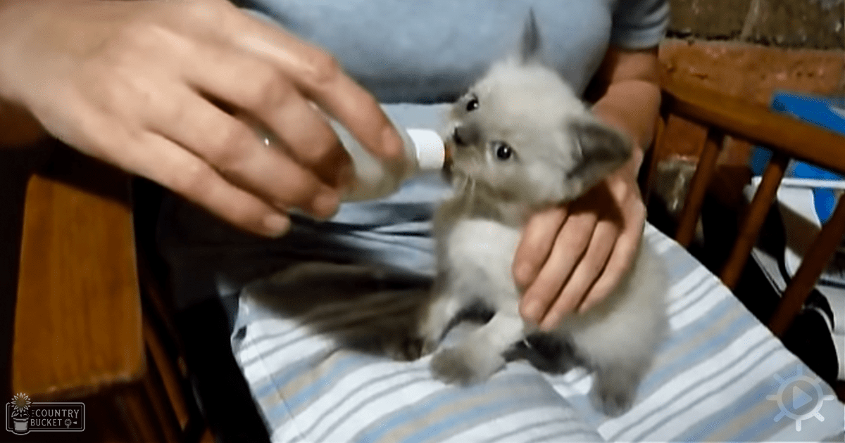 A close-up of a very young, light grayish-white kitten being bottle-fed by an adult female wearing a light blue shirt with white and beige horizontal stripes indoors.