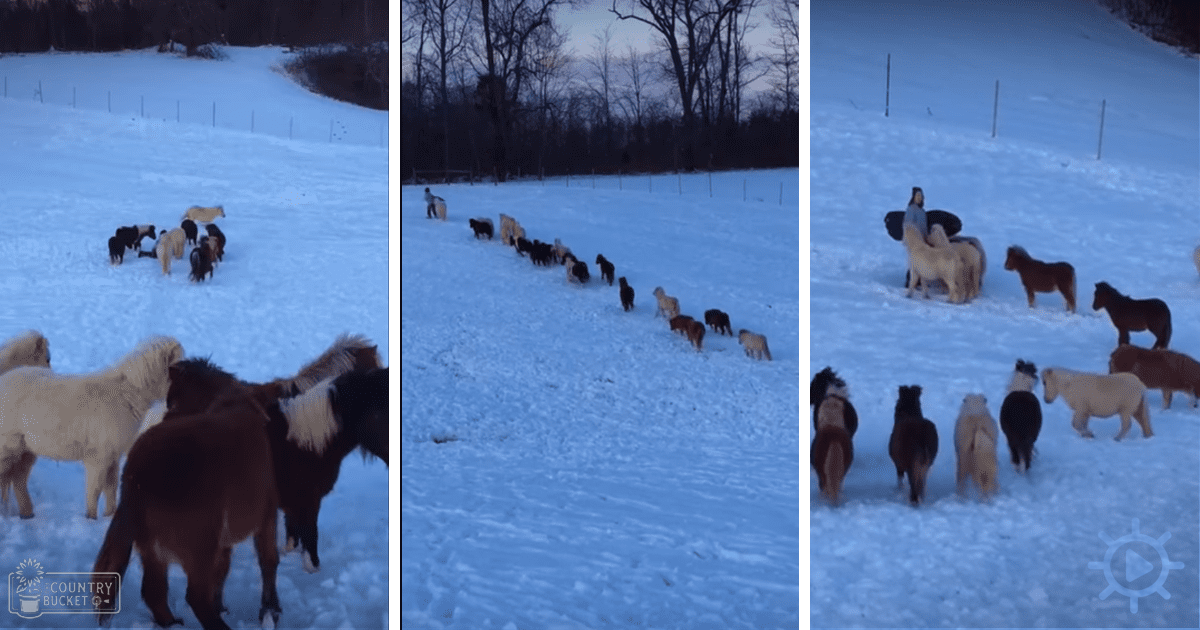 A herd of ponies with white, brown, black coats in a snowy winter field at dawn or dusk.