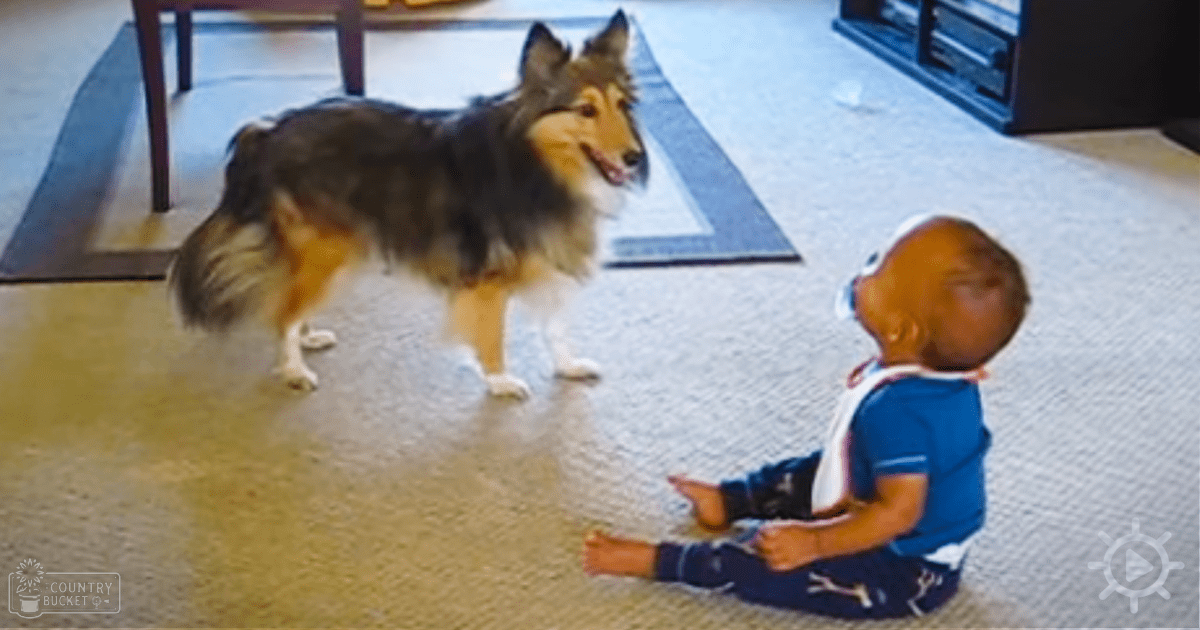 A young child in a blue shirt interacting with an adult brown and white dog in a living room setting with dark furniture and a blue rug.
