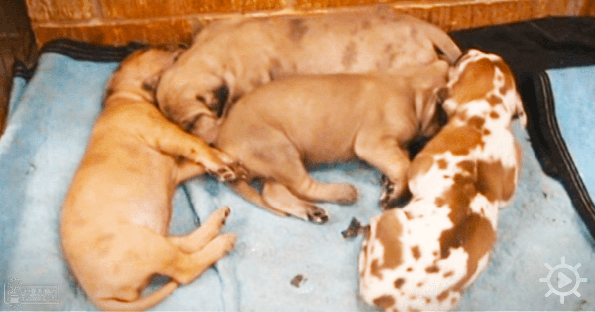 Three young puppies with light brown, white, and tan coats resting on a blue fabric surface in an indoor setting with natural lighting.