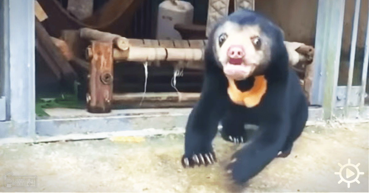 An adult male bear with black fur, white markings around eyes and mouth, pink nose in an indoor zoo enclosure. Wooden furniture visible in the background.