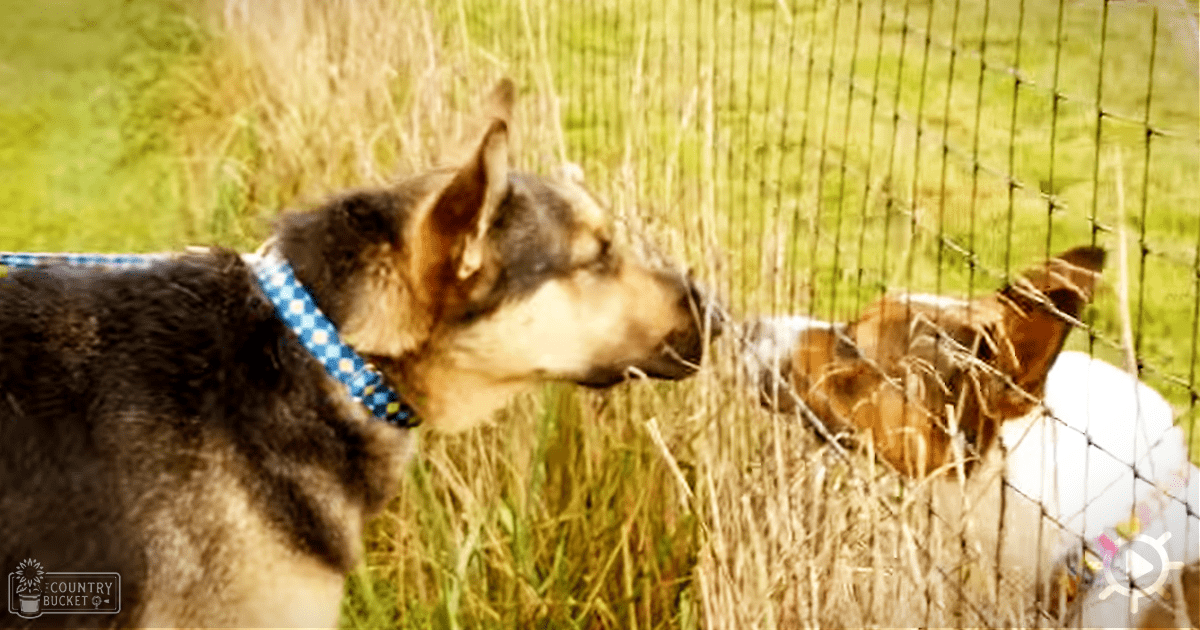 An outdoor scene with a brown and black dog possibly a German Shepherd in a grassy area separated by a wire mesh fence, likely spring or summer midday light.