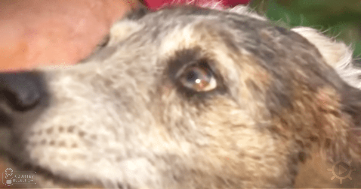A light brown and white terrier mix dog stands outdoors with greenery in the background, bathed in natural daylight.