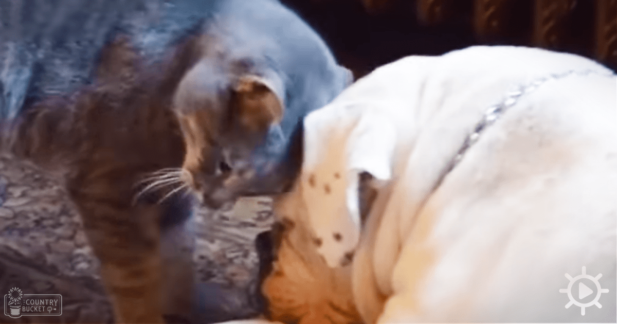 An adult female in a white dress interacts with an adult Dalmatian in a soft-lit indoor setting, likely daytime.