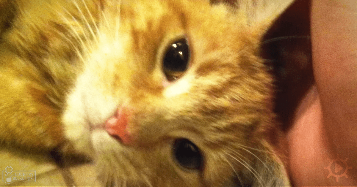 An orange tabby kitten with white markings indoors under warm light.